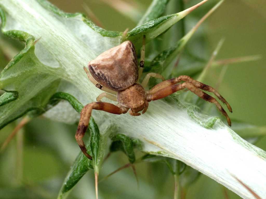 Pistius truncatus - Tolfa (RM)